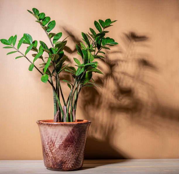 istock Houseplant Zamioculcas in a pot on a rustic background. 1329505946