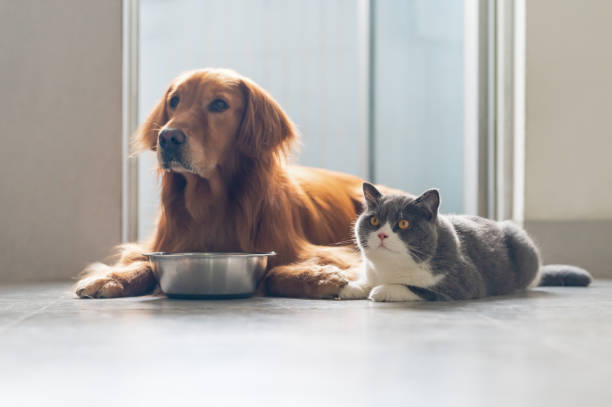 istock Golden Retriever and British Shorthair eating together 1329505995