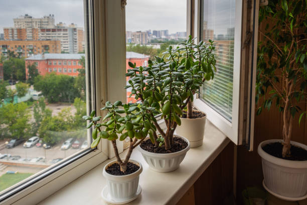 Houseplant Crassula on the windowsill on the background of the window Houseplant Crassula on the windowsill on the background of the window jade plant stock pictures, royalty-free photos & images