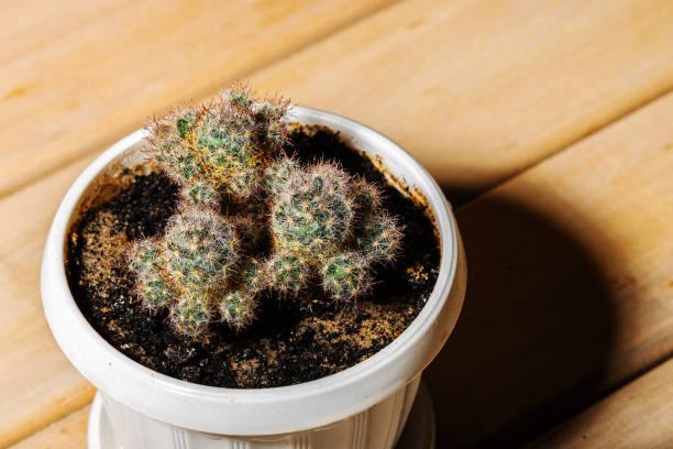 istock Cactus in a pot on a wooden desk 1329506018