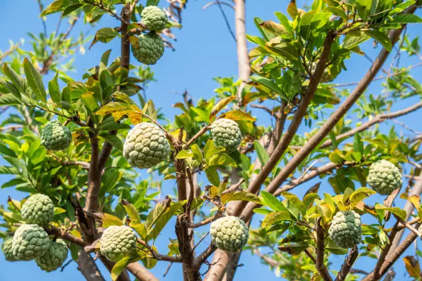 Photo of Fresh Custard Apple or Annona on the tree in Thailand