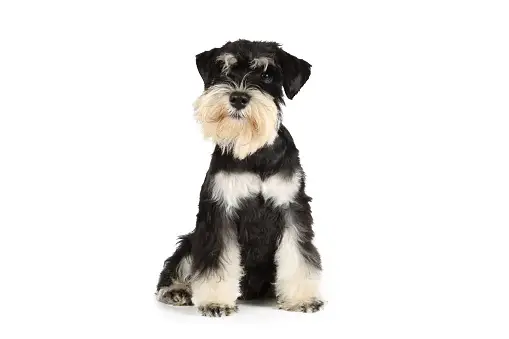 Miniature Schnauzer Pictures | Download Free Images on Unsplash Miniature Schnauzer Pictures | Download Free Images On Unsplash