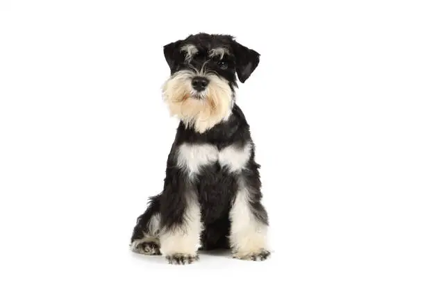 miniature schnauzer puppy isolated on white background