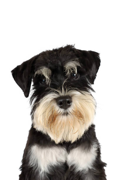 istock puppy dog isolated on white 1329506403