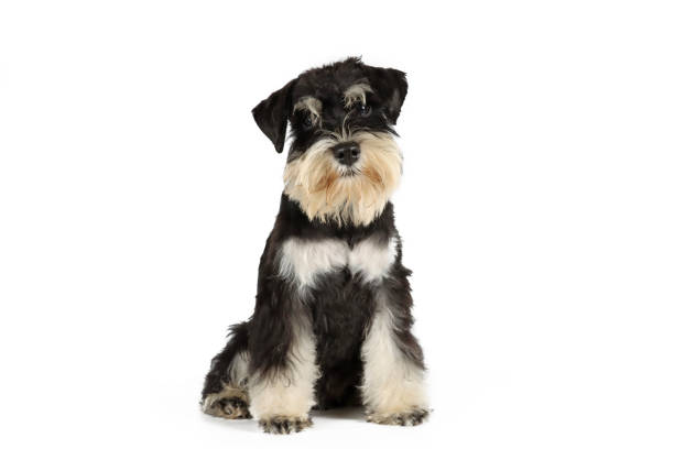 istock puppy dog isolated on white 1329506407