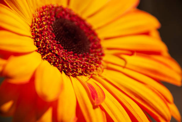 Beautiful flower - herbera. Macrofotography. Light and shadow.