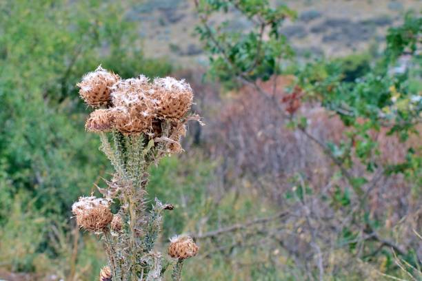 istock Weed plant close up 1329508225