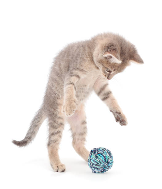 istock Little kitten playing with a ball of yarn. 1329509396