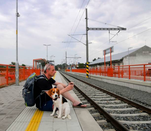 istock Active tourist with backpack using phone and waiting for train. Man and beagle dog waiting on railway station. Older tourist texting on mobile phone. Vacation concept 1329509550