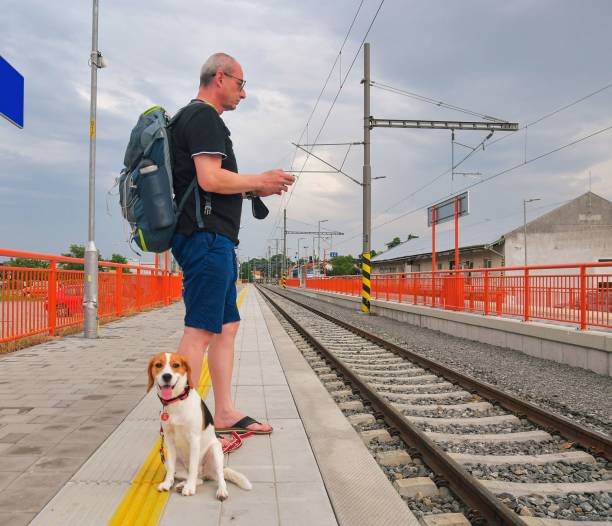 istock Active tourist with backpack using phone and waiting for train. Man and beagle dog waiting on railway station. Older tourist texting on mobile phone 1329509634