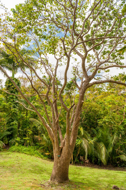 istock Tree in Andromeda Gardens in Barbados. 1329510259