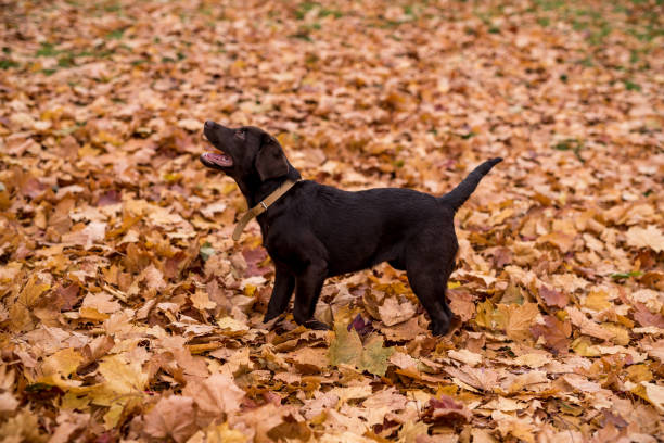 istock Chocolate Labrador Retriever Playing with Autumn Leaves in Park 1329511659