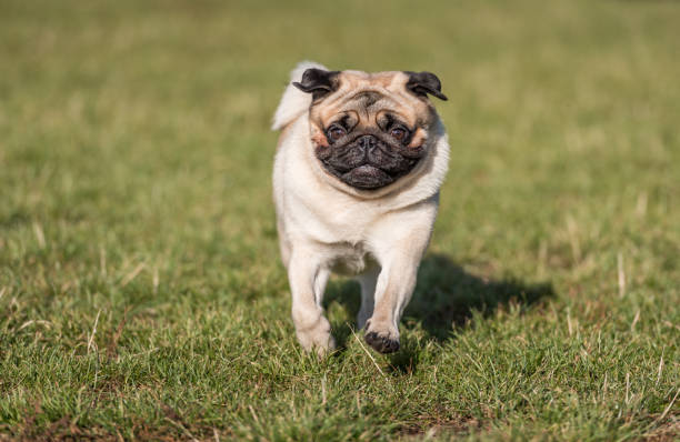 istock Pug Dog is Running. 1329511923