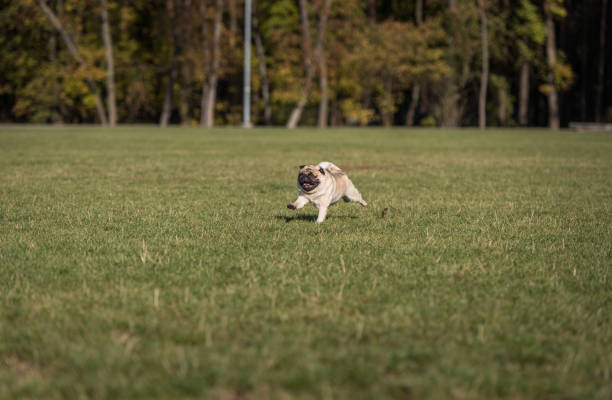 istock Happy Pug Dog Running on the Grass. Mouth Open. 1329511982