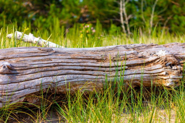 Driftwood on the shore of Lake Superior