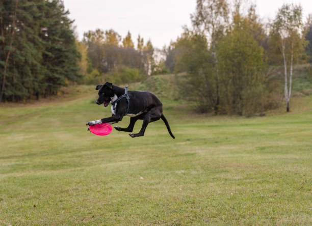 istock Black Dog is Playing. Try to Catch a Toy. 1329513167