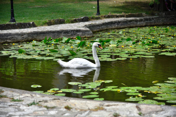 a swan in a pond with water lilies lotus water lily