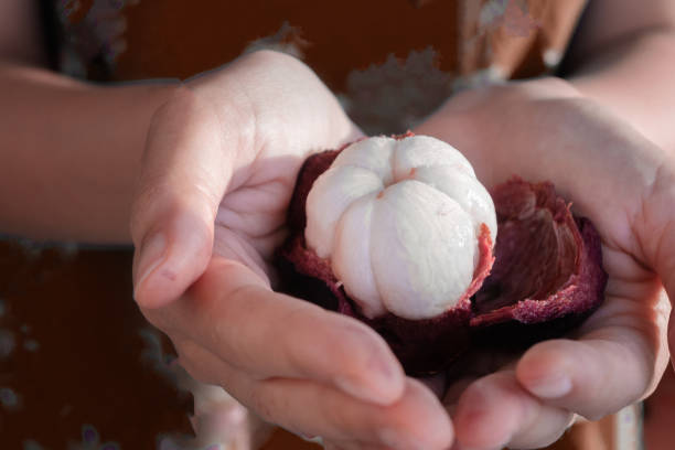 istock ripe mangosteen in the hands 1329514301