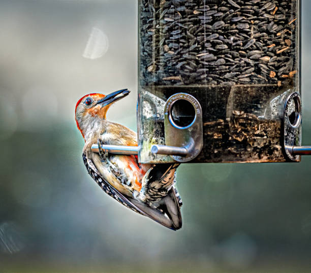 Red Bellied Woodpecker with Seed