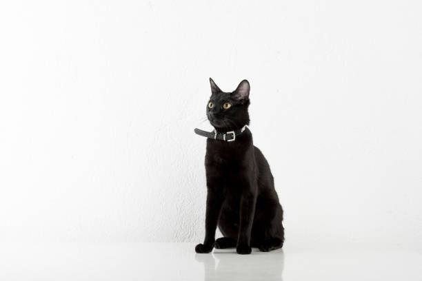 istock Black Bombay Cat Sitting on the White Background 1329516643