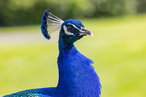Side view to a dancing peacock in the jungle in the Wilpattu National Park in Sri Lanka