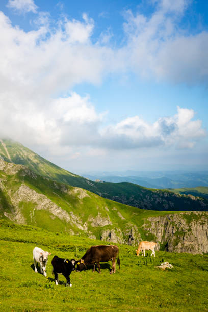 istock Stara Planina in the summer 1329517942