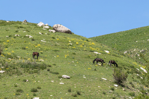 Three horses graze on a hillside with green grass in the mountains. Against the blue sky