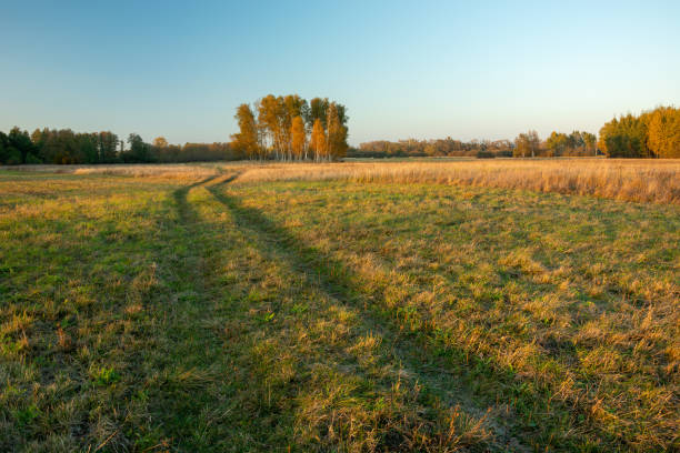istock The road through the meadow and autumn trees 1329519696