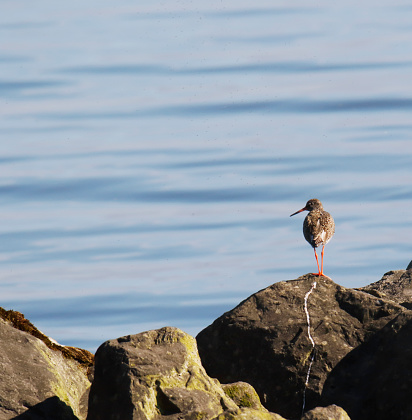 L 24-27cm, WS 47-53cm.\nBreeds on inland and coastal marshes, wet meadows and moorland.\nOn Passage and in winter, singly or in flocks mainly on or near coast.\nWary and noisy during breeding season. Nest on ground.\n\nThis beautiful small Wader is a quite common breeding bird in the Netherlands in the described Habitats.