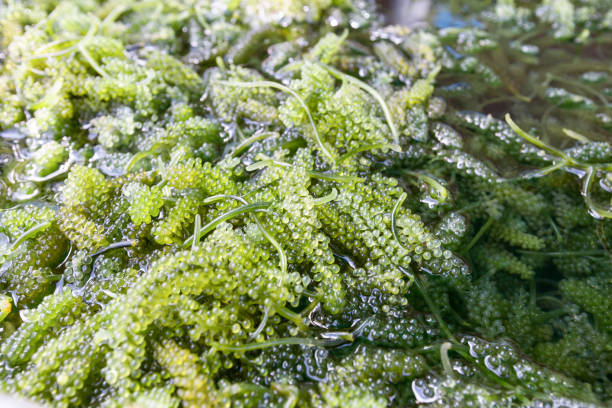 istock Close up of bryopsida green algae or Caulerpa lentillifera. 1329523108