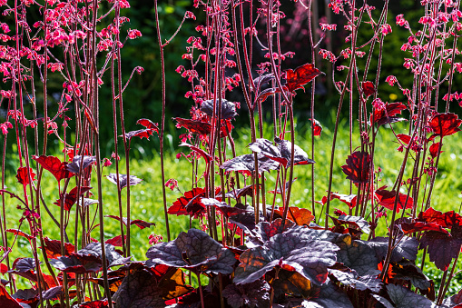 Heuchera hollywood or Coral Bells or alumroot with its flower stalks in backyard garden in early summer - nature background