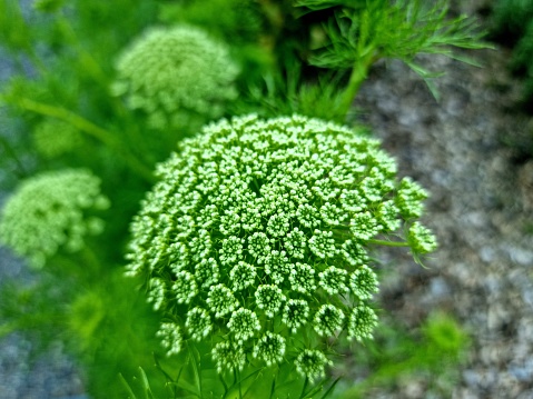 Ammi visnaga (toothpick-plan) flowerhead captured during summer season in a garden with herbal medicine-flowers.