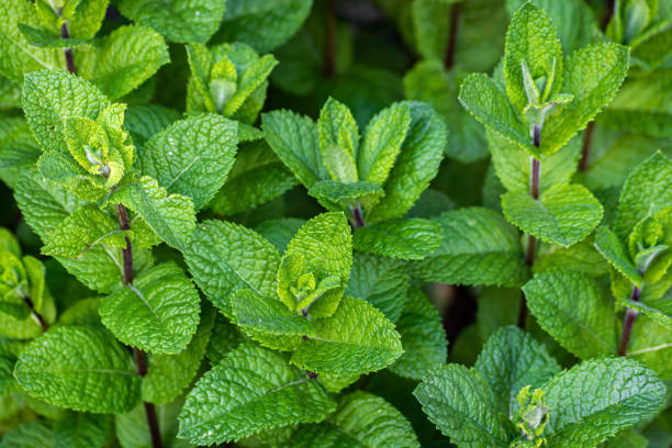 istock Fresh peppermint herb plant growing in backyard 1329524385