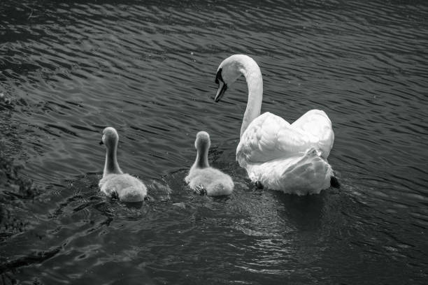 istock Two young chicks swimming beside the mother swan 1329524394