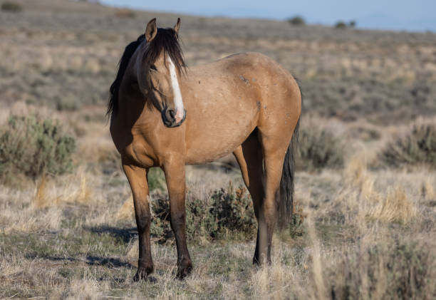istock Wild Horse in the Utah Desert 1329524398
