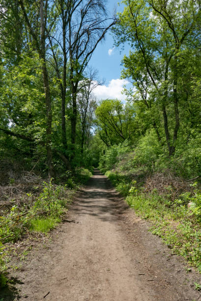 istock Walkway Lane Path With Green Trees in Forest. Beautiful Alley In Park. Pathway Way Through Dark Forest 1329524628