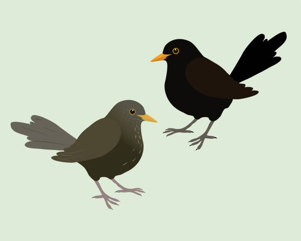 A male and a female blackbird An illustration of two blackbirds. It's a male and a female bird and the background is pale green. The bird are cut out. common blackbird turdus merula stock illustrations