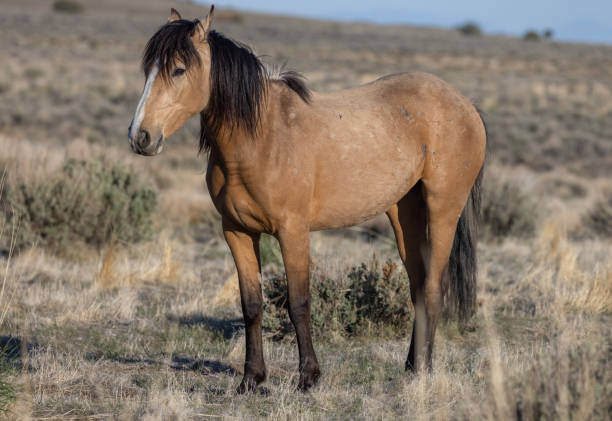 istock Wild Horse in the Utah Desert 1329525732