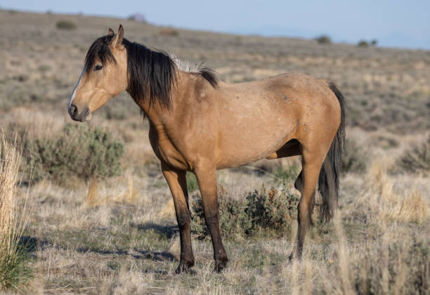 istock Wild Horse in the Utah Desert 1329525892