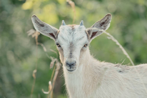 Goats in nature. A horned goat head on blurry natural background. White goats in a meadow of a goat farm. Goat. Portrait of a goat on a farm in the village stock photo