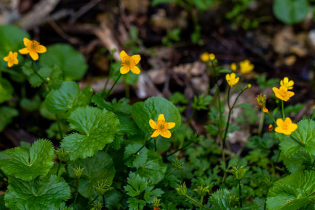istock Caltha palustris flower in forest 1329527052
