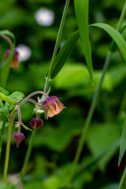 istock Geum rivale flower in forest 1329527053