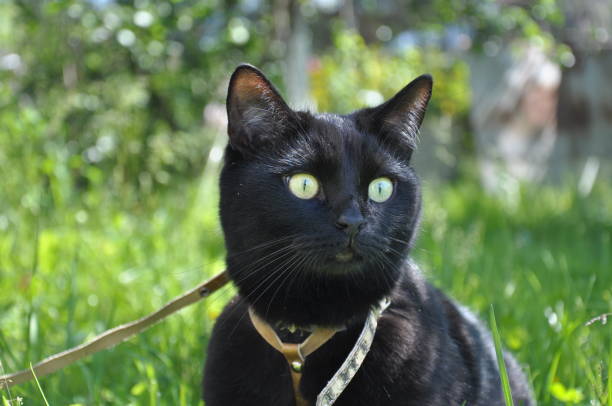 istock black cat in green grass outdoors 1329527305