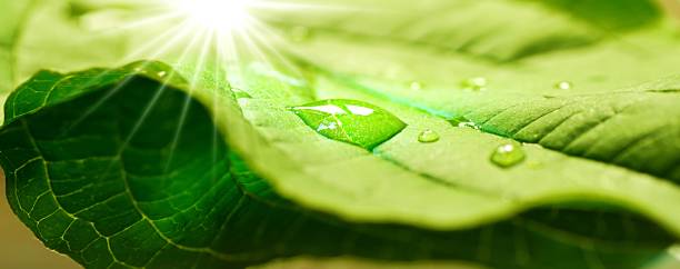 feuilles vertes avec gouttes d’eau et rayons solaires macro-absorption - photosynthèse photos et images de collection