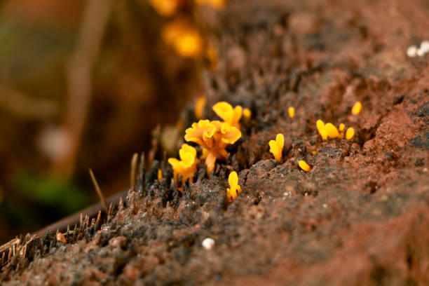 istock Tiny yellow color mushrooms or conks on a decaying wood trunk 1329527514