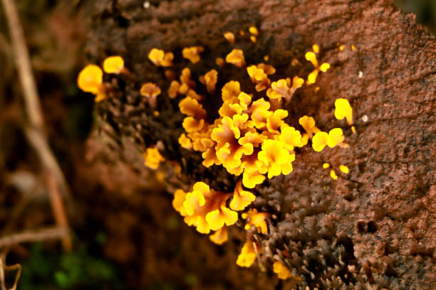 istock Tiny yellow color mushrooms or conks on a decaying wood trunk 1329527520