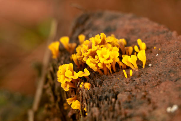 istock Tiny yellow color mushrooms or conks on a decaying wood trunk 1329527525