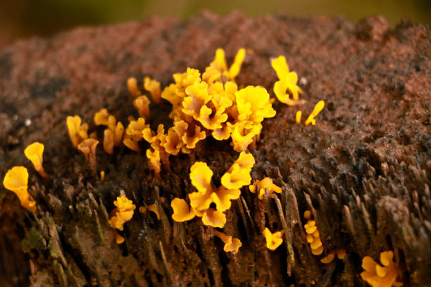 istock Tiny yellow color mushrooms or conks on a decaying wood trunk 1329527555