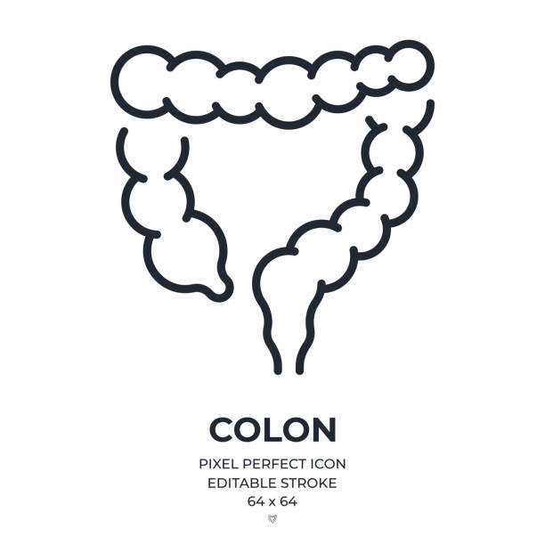 illustrations, cliparts, dessins animés et icônes de icône de contour de trait modifiable du côlon ou du gros intestin isolée sur une illustration vectorielle plate de fond blanc. pixel parfait. 64 x 64.icône de contour de trait modifiable du côlon ou du gros intestin isolée sur un fond blanc à illust - côlon