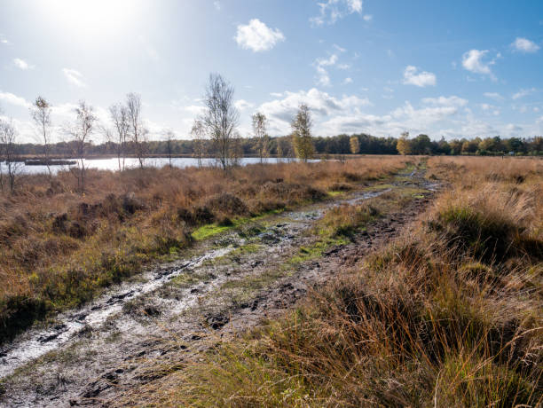 Muddy path in peat bog of nature reserve Dwingelderveld, Drenthe, Netherlands Marshy footpath in moorland of national park Dwingelderveld, Drenthe, Netherlands molinia caerulea stock pictures, royalty-free photos & images